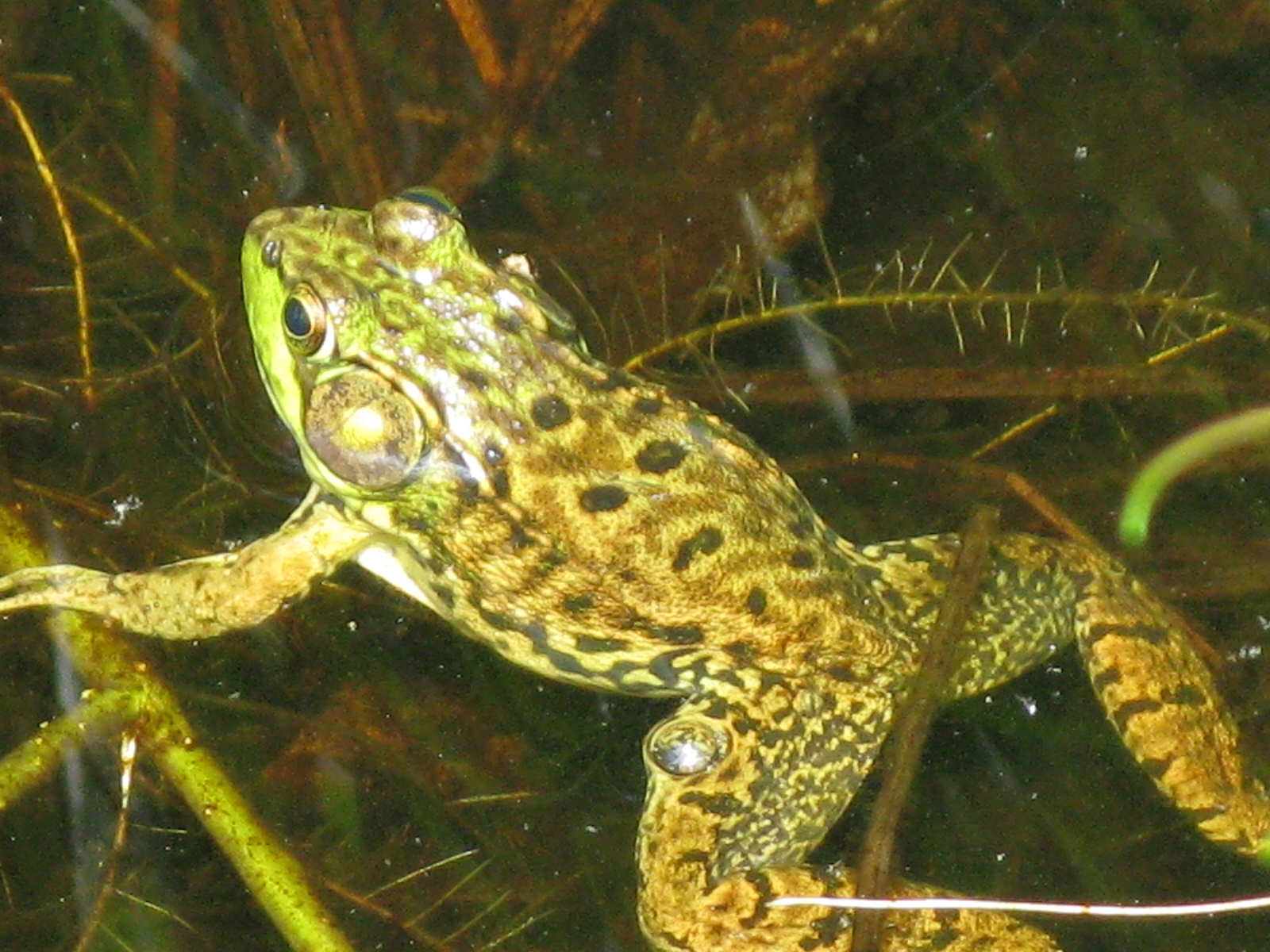 Frog And Toad Backyard And Beyond