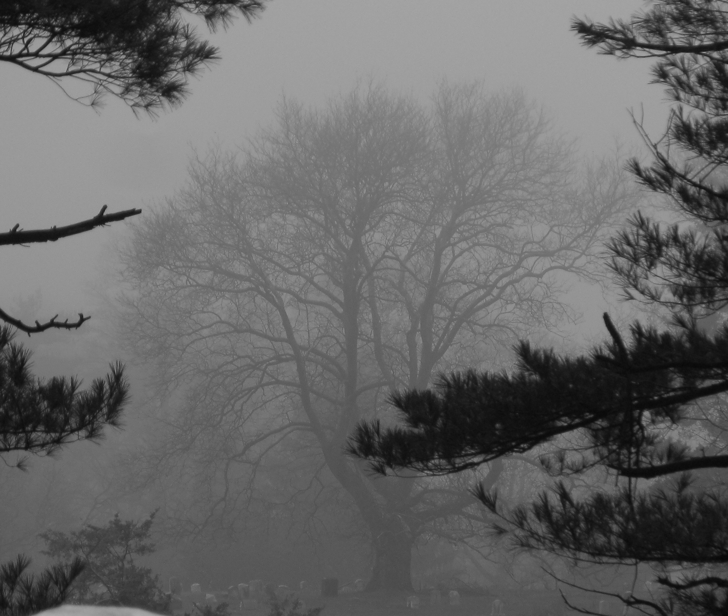 Fog Wood Backyard And Beyond