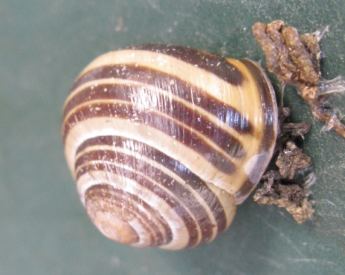 snail2