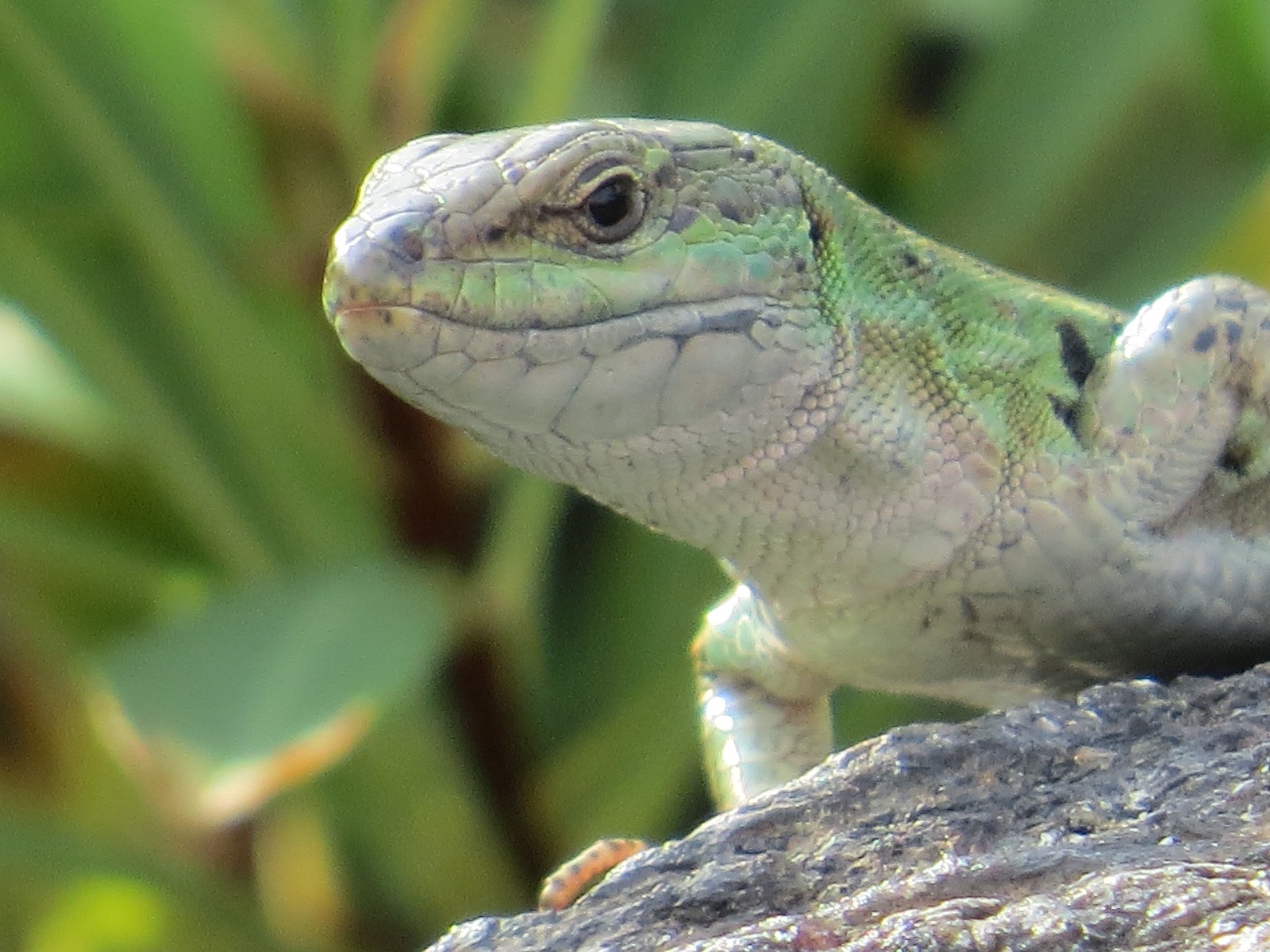 Italian Wall Lizard, During a trip to the Queens Botanical …