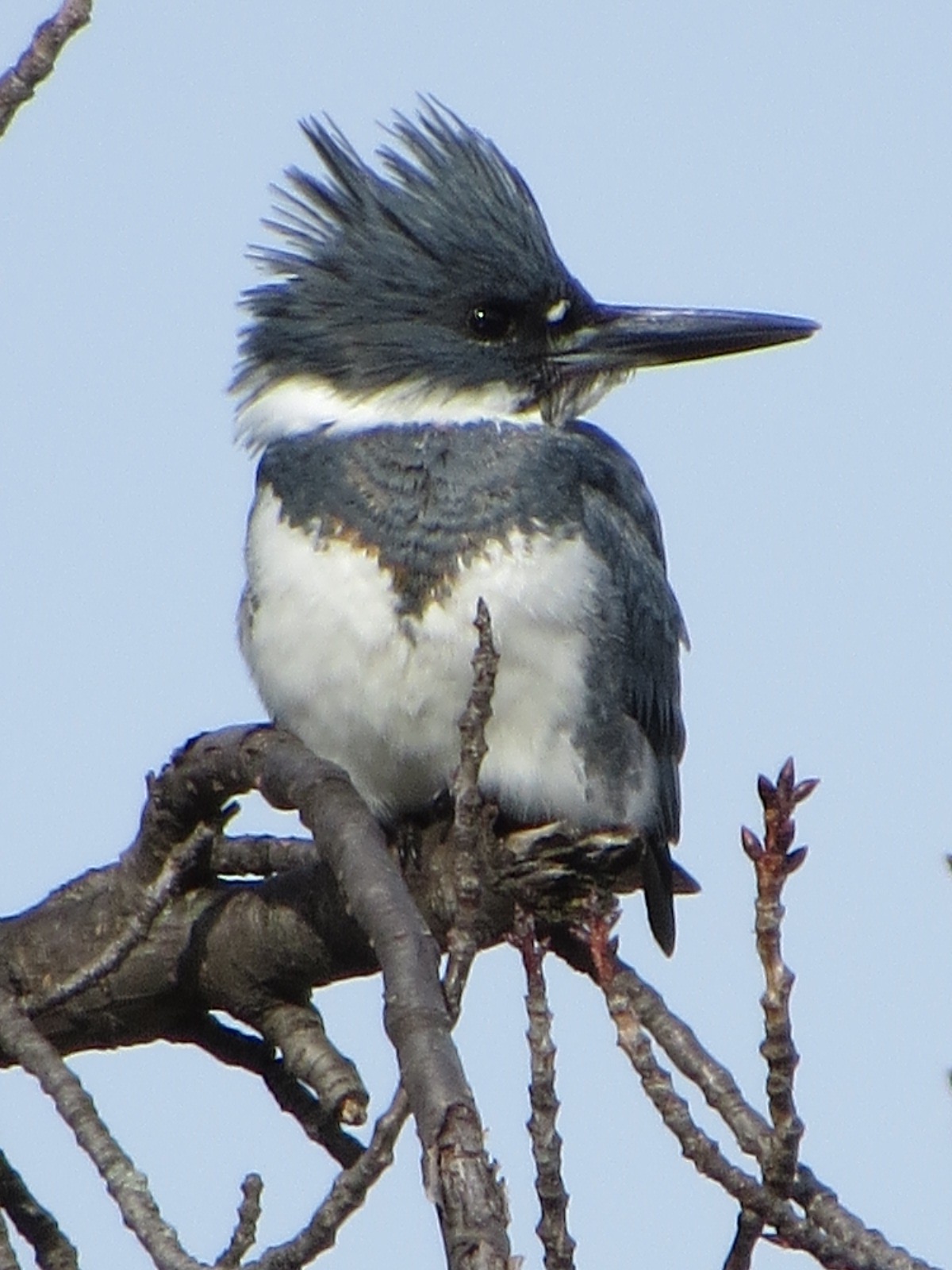 Belted Kingfisher | Backyard and Beyond