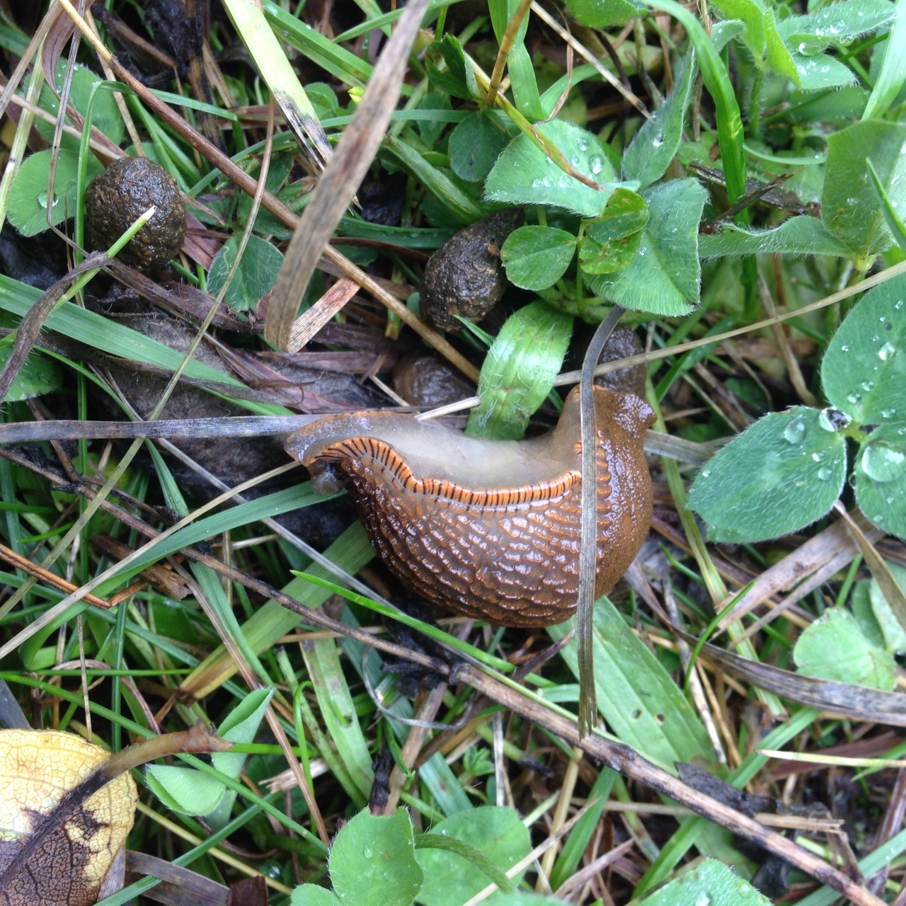 Gastropoda Backyard And Beyond