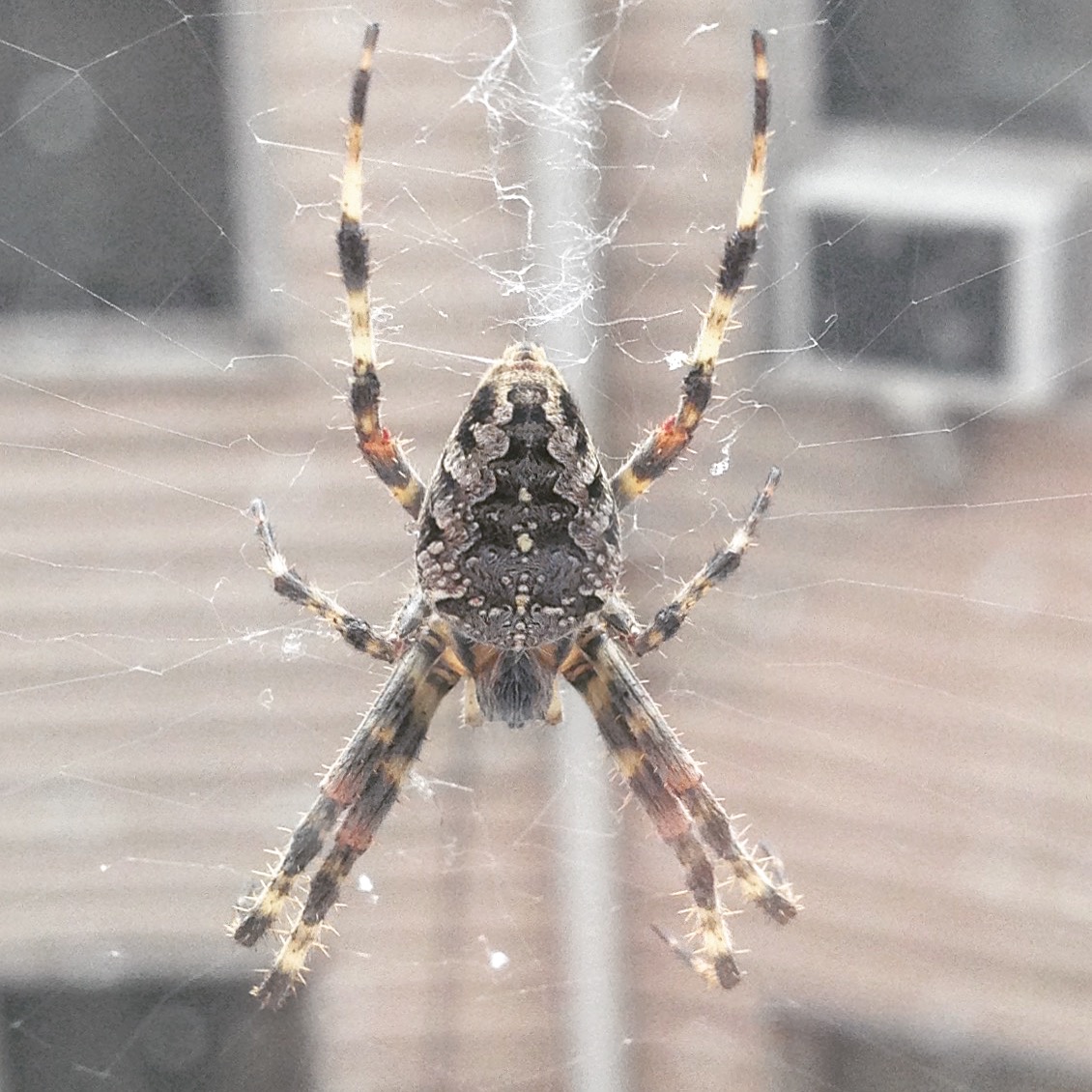 The Spider Who Stayed Out In The Cold Backyard And Beyond