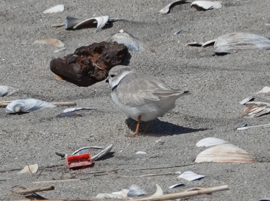 Piping Plover I